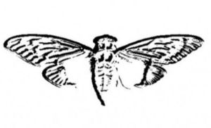 Cicada Insect Motif